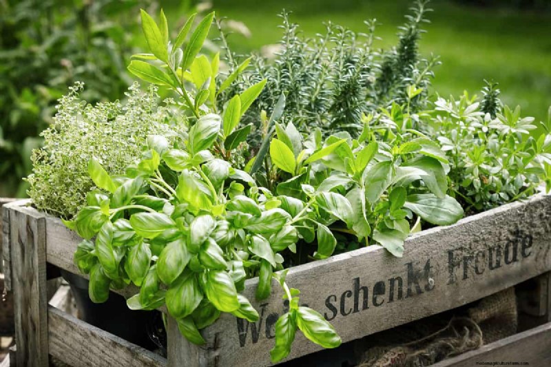 Protect Your Garden: 8 Effective Rabbit Deterrents & Prevention Strategies