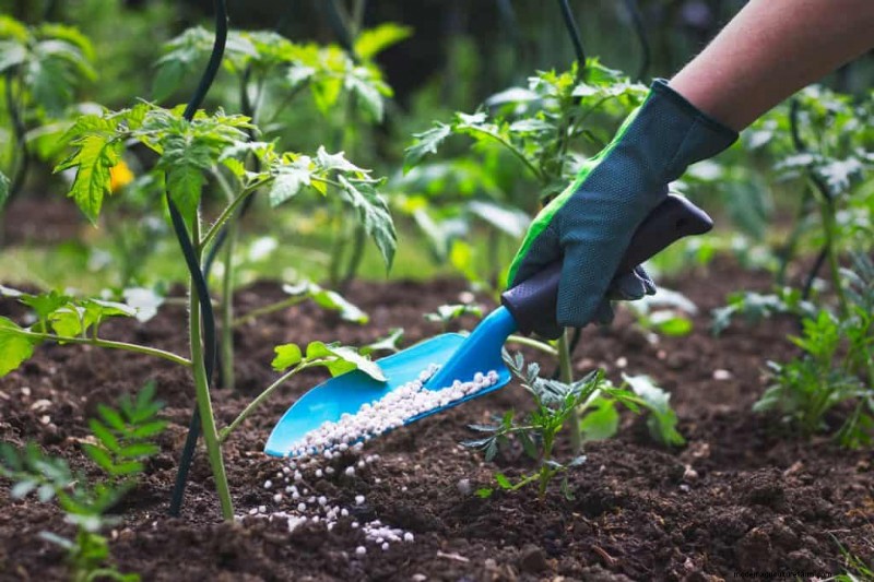 Milk as Fertilizer: Benefits & Drawbacks for Garden Soil
