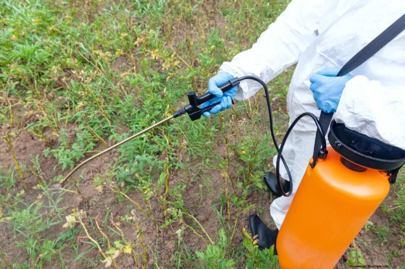 Milk as Fertilizer: Benefits & Drawbacks for Garden Soil