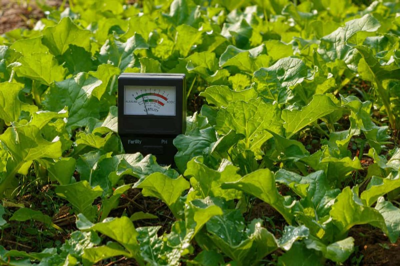Optimize Soil pH for Blueberries: A Comprehensive Guide