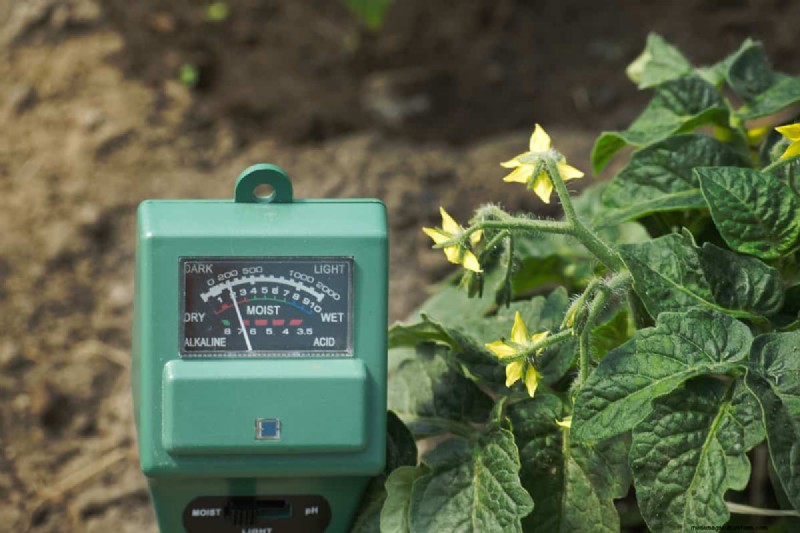 Optimize Soil pH for Blueberries: A Comprehensive Guide