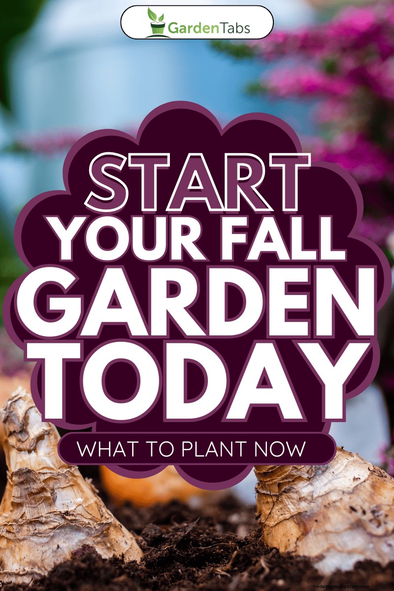 Fall Planting Guide: What to Plant Now for a Bountiful Harvest