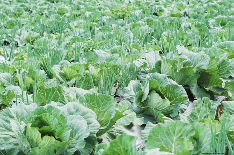 Fall Planting Guide: What to Plant Now for a Bountiful Harvest
