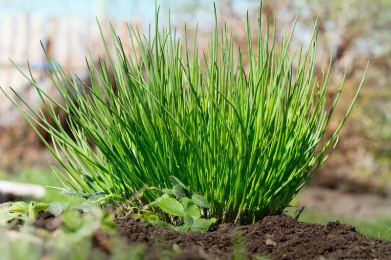 Fall Planting Guide: What to Plant Now for a Bountiful Harvest
