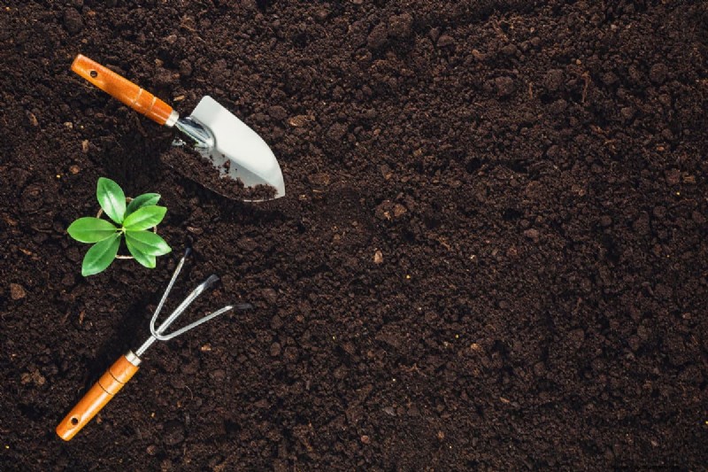 Fall Planting Guide: What to Plant Now for a Bountiful Harvest