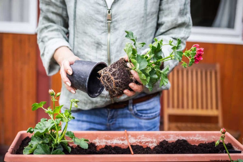Fall Planting Guide: What to Plant Now for a Bountiful Harvest