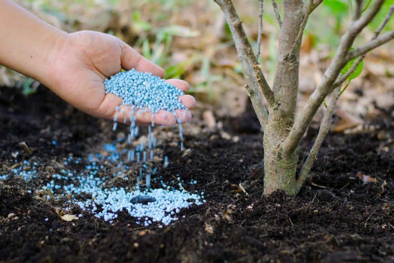 Fall Planting Guide: What to Plant Now for a Bountiful Harvest