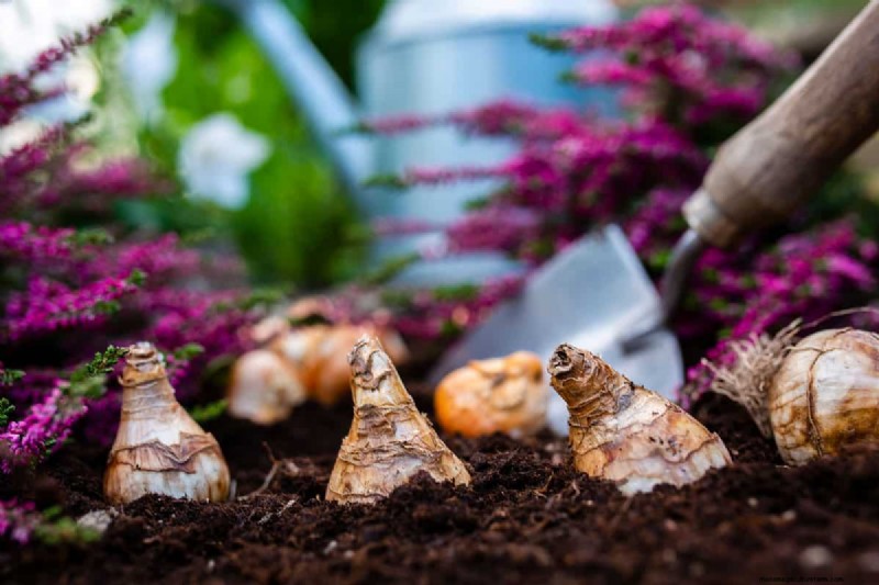 Fall Planting Guide: What to Plant Now for a Bountiful Harvest