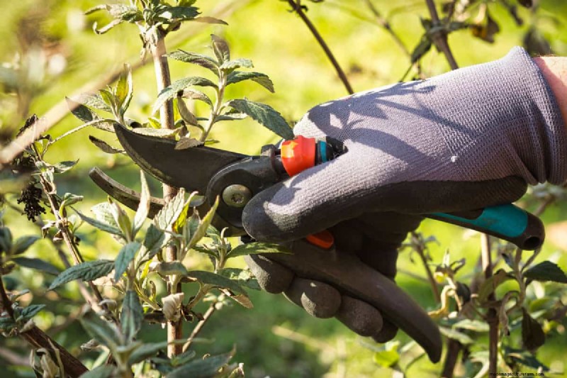 Umbrella Plant Pruning: A Step-by-Step Guide for Healthy Growth