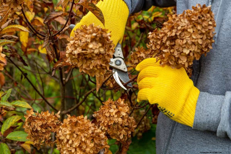 Umbrella Plant Pruning: A Step-by-Step Guide for Healthy Growth