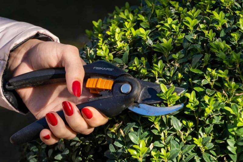 Umbrella Plant Pruning: A Step-by-Step Guide for Healthy Growth