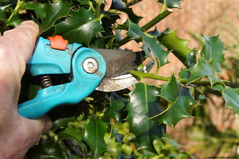 Umbrella Plant Pruning: A Step-by-Step Guide for Healthy Growth