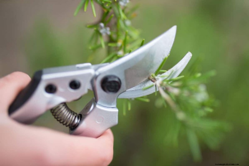 Umbrella Plant Pruning: A Step-by-Step Guide for Healthy Growth