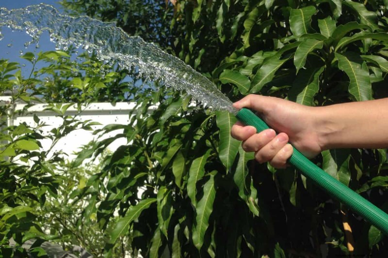Umbrella Plant Pruning: A Step-by-Step Guide for Healthy Growth