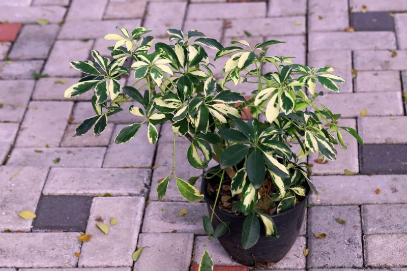 Umbrella Plant Pruning: A Step-by-Step Guide for Healthy Growth