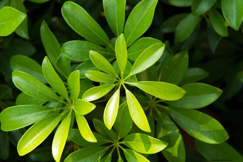 Umbrella Plant Pruning: A Step-by-Step Guide for Healthy Growth