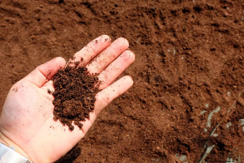Coffee Grounds in the Garden: Avoid These 3 Common Mistakes