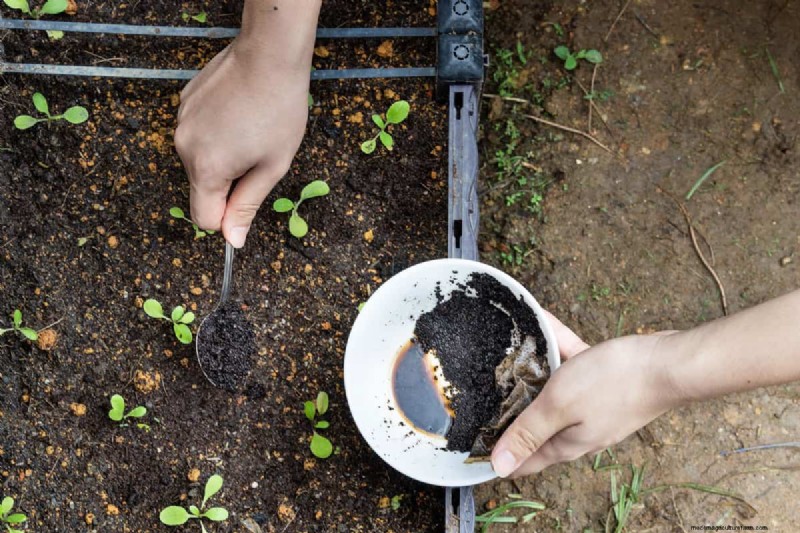 Coffee Grounds in the Garden: Avoid These 3 Common Mistakes