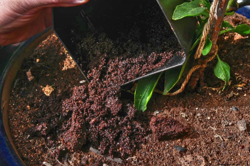 Coffee Grounds in the Garden: Avoid These 3 Common Mistakes