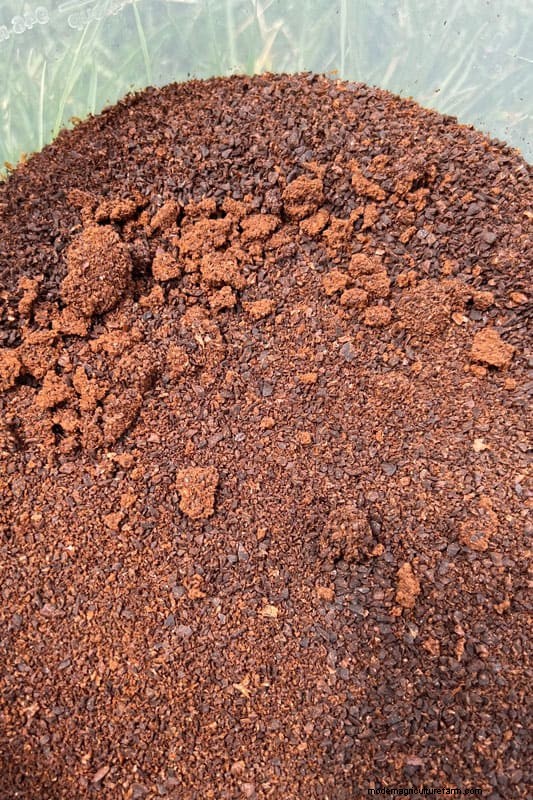 Coffee Grounds in the Garden: Avoid These 3 Common Mistakes