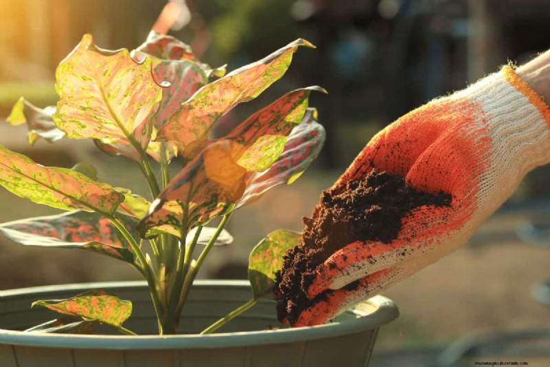 Coffee Grounds in the Garden: Avoid These 3 Common Mistakes