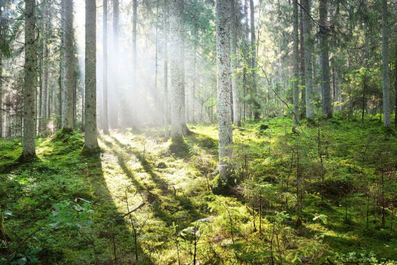 How to Grow Grass Under Pine Trees: Soil Prep & Maintenance