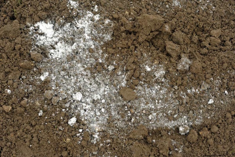 How to Grow Grass Under Pine Trees: Soil Prep & Maintenance