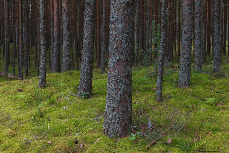 How to Grow Grass Under Pine Trees: Soil Prep & Maintenance
