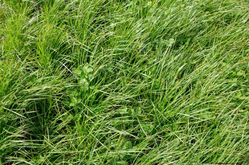 How to Grow Grass Under Pine Trees: Soil Prep & Maintenance