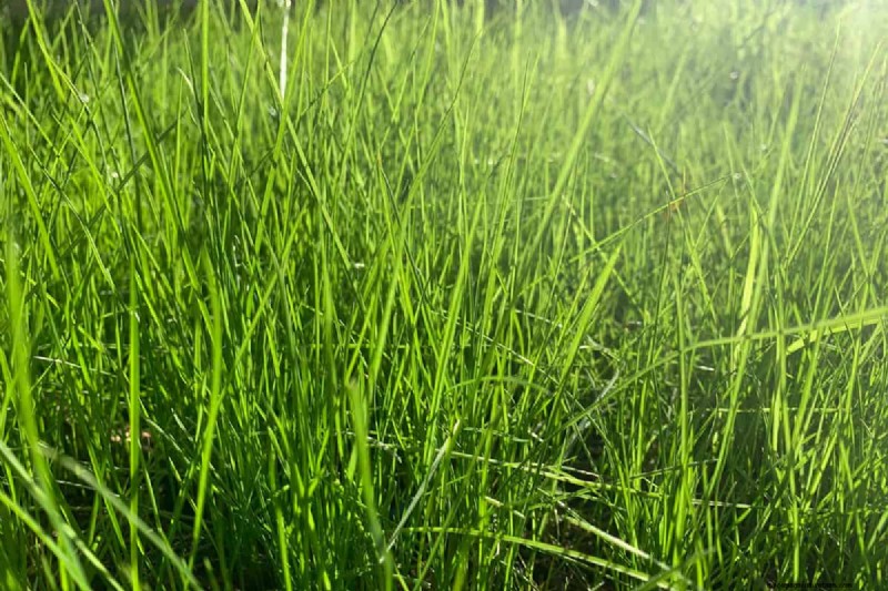 How to Grow Grass Under Pine Trees: Soil Prep & Maintenance