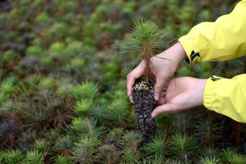 How to Grow Grass Under Pine Trees: Soil Prep & Maintenance