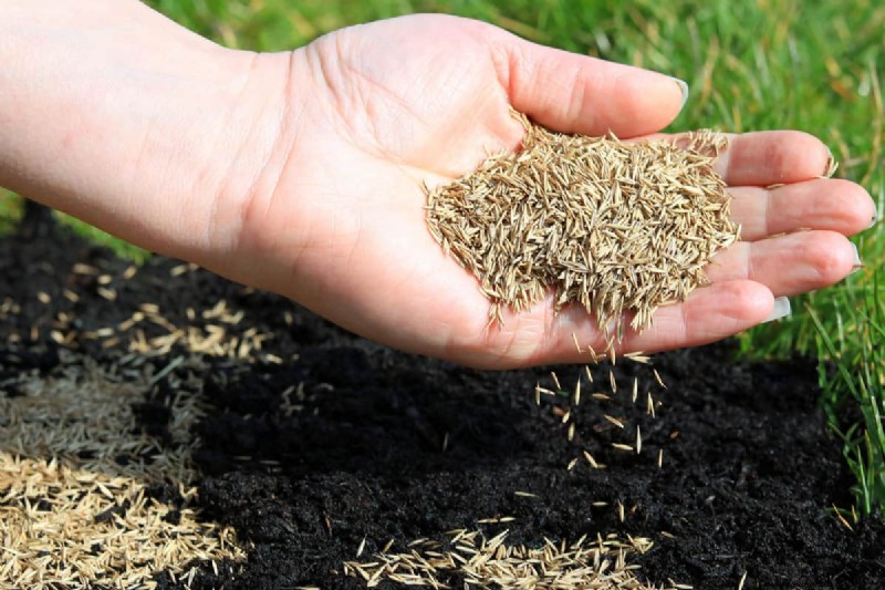 How to Grow Grass Under Pine Trees: Soil Prep & Maintenance