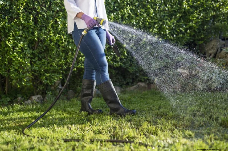 How to Grow Grass Under Pine Trees: Soil Prep & Maintenance