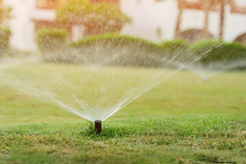 How to Grow Grass Under Pine Trees: Soil Prep & Maintenance