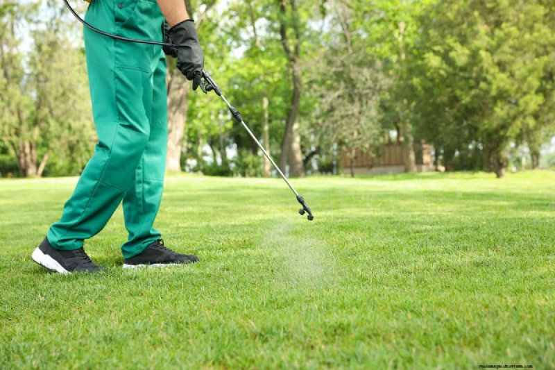 How to Grow Grass Under Pine Trees: Soil Prep & Maintenance