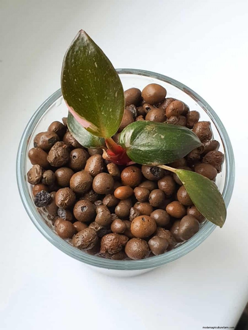 Mixing LECA and Soil: A Guide to Balanced Plant Growth
