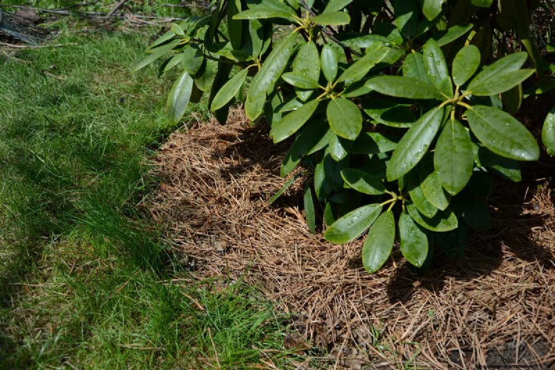Acidic Soil for Rhododendrons: A Comprehensive Guide to Boosting Growth