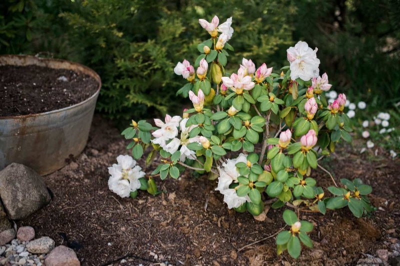 Acidic Soil for Rhododendrons: A Comprehensive Guide to Boosting Growth