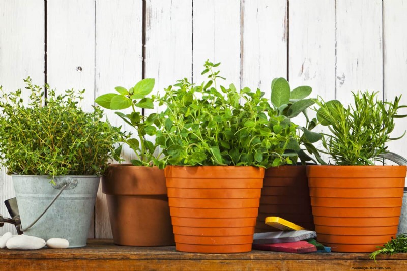 Herb Spiral Gardens: Design, Build & Grow - A Comprehensive Guide