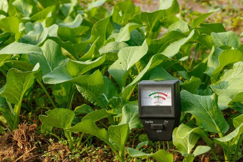 Soil pH: The Key to a Healthy and Productive Garden