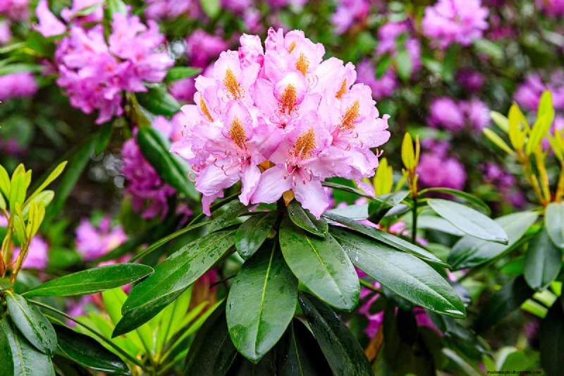 Soil pH: The Key to a Healthy and Productive Garden