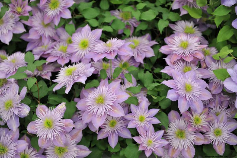 Star-Shaped Flowers: 11 Stunning Plants for Your Garden