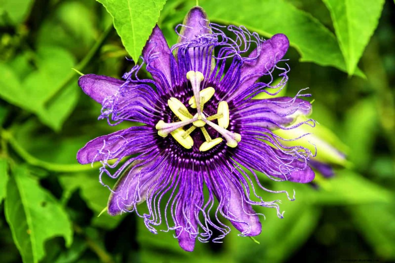 Star-Shaped Flowers: 11 Stunning Plants for Your Garden