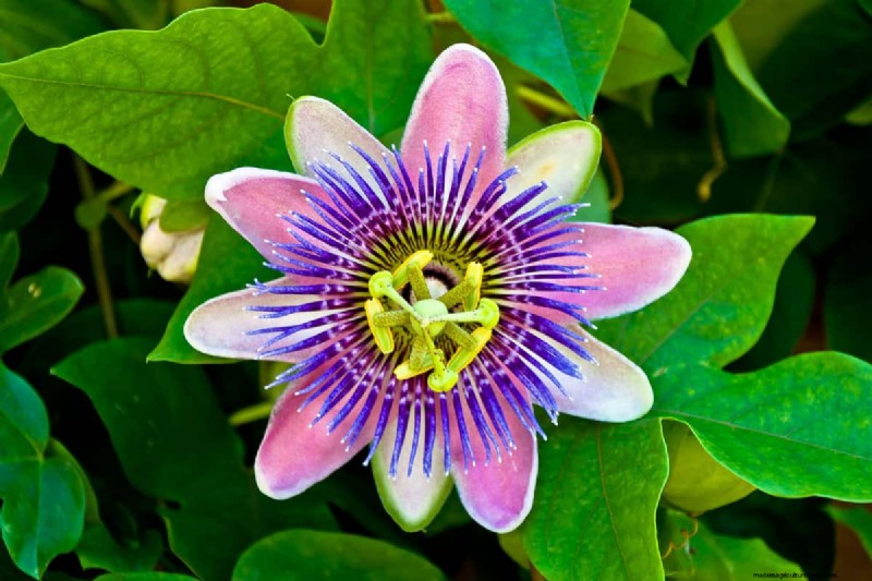 Star-Shaped Flowers: 11 Stunning Plants for Your Garden