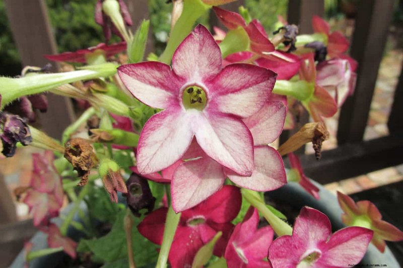 Star-Shaped Flowers: 11 Stunning Plants for Your Garden