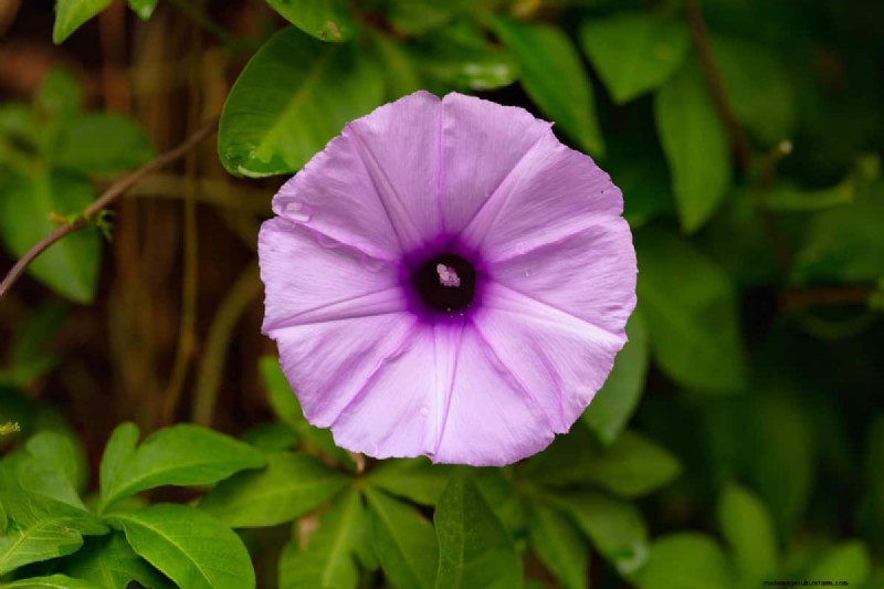 Star-Shaped Flowers: 11 Stunning Plants for Your Garden
