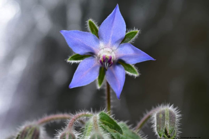 Star-Shaped Flowers: 11 Stunning Plants for Your Garden