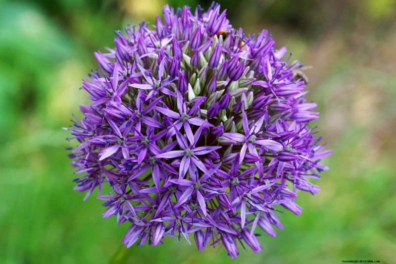 Star-Shaped Flowers: 11 Stunning Plants for Your Garden