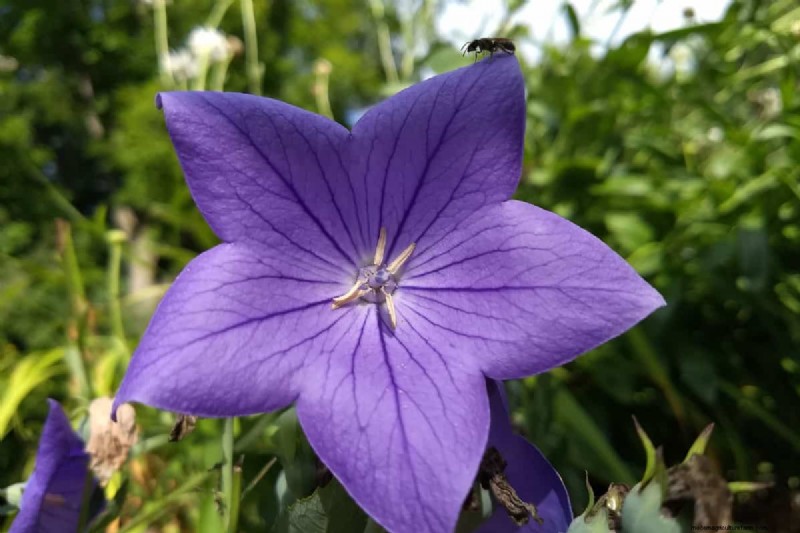 Star-Shaped Flowers: 11 Stunning Plants for Your Garden