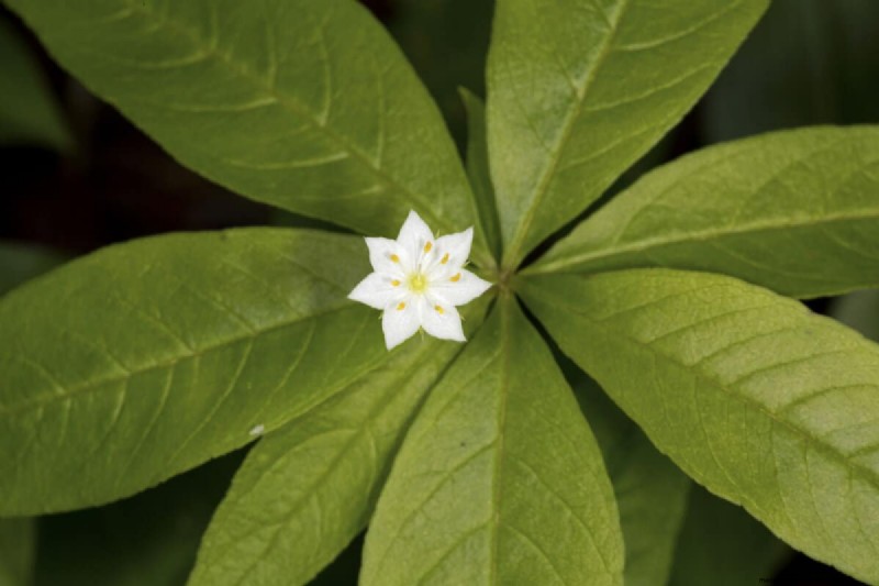 Star-Shaped Flowers: 11 Stunning Plants for Your Garden
